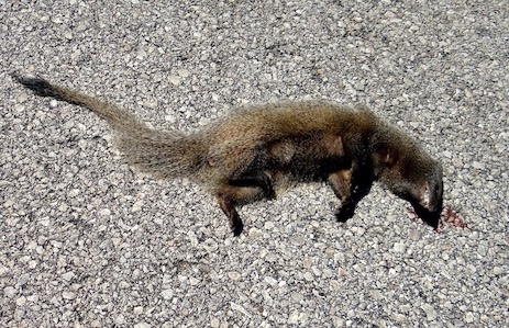 mongoose